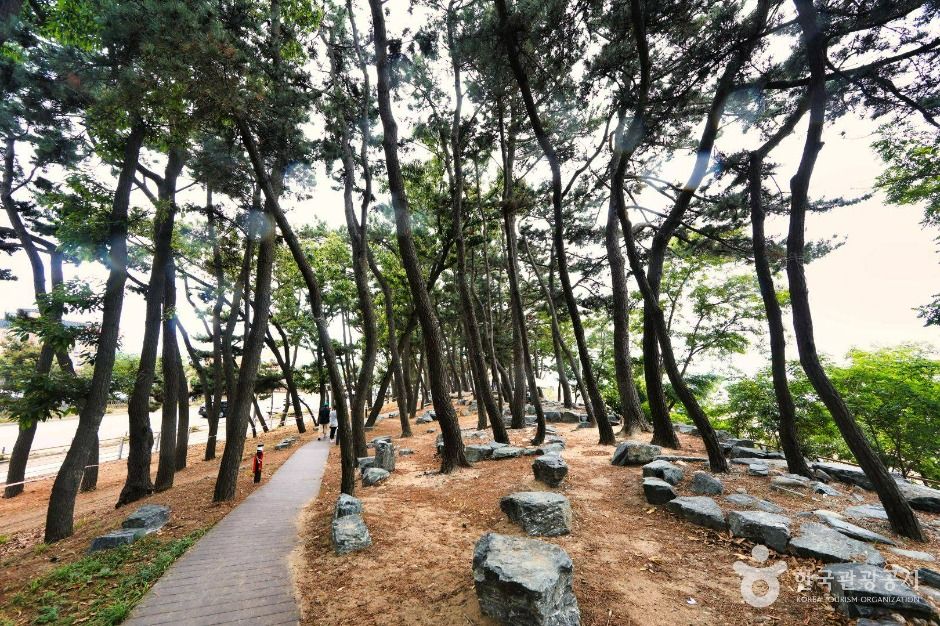 키 큰 소나무들이 늘어선 해변 솔숲 사이로 나무 데크 산책길이 이어지는 모습