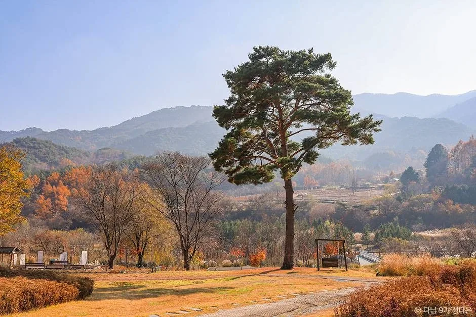 단풍 든 나무들 사이 잔디 언덕 위에 소나무 한 그루가 홀로 서고 뒤로 산줄기가 겹쳐 보이는 국립백두대간수목원의 가을