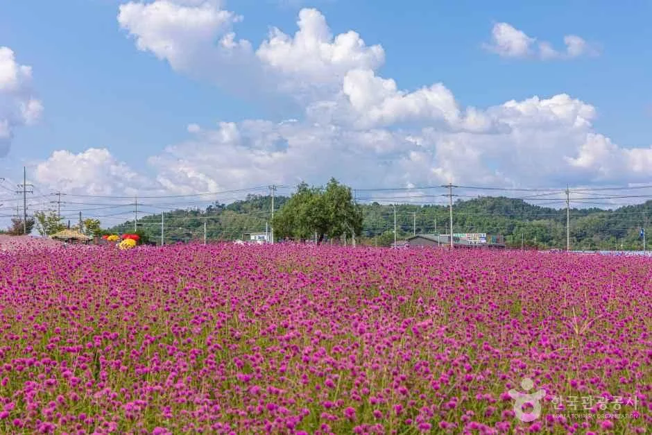 흰 뭉게구름 아래 진분홍 천일홍이 들판 끝까지 빽빽하게 핀 고석정 꽃밭