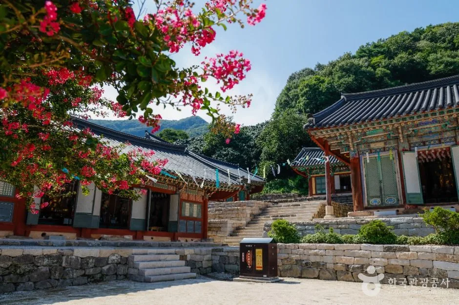 붉은 배롱나무 꽃가지 너머로 단청을 입힌 선운사 전각들이 돌계단 위에 늘어선 모습
