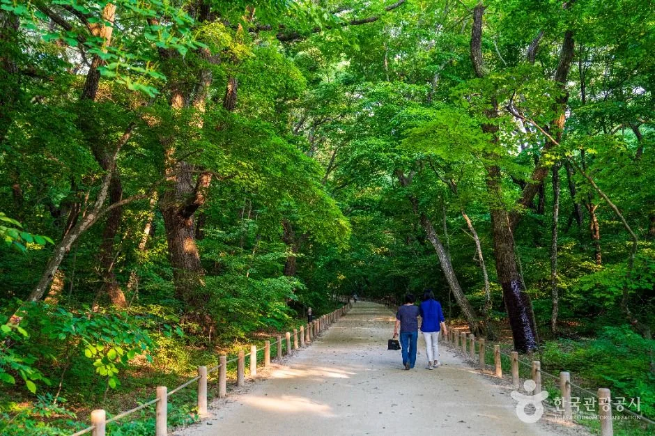 아름드리 활엽수가 터널처럼 덮은 흙길을 두 사람이 나란히 걷는 함양 상림공원 숲길