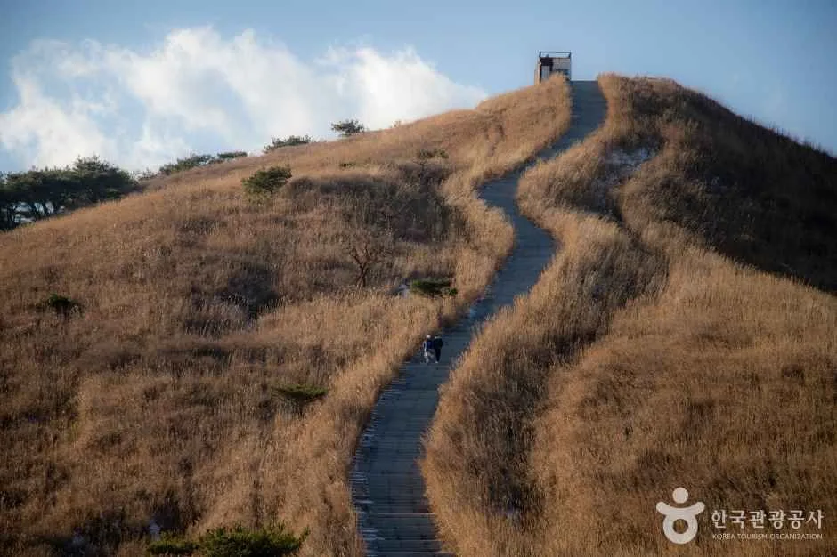 누렇게 마른 억새가 덮인 언덕 사이로 데크 길이 구불구불 능선 위 전망대까지 이어지는 황매산