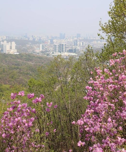 진달래 핀 산비탈 너머로 멀리 서울 시가지와 아파트 단지가 내려다보이는 청계산 능선