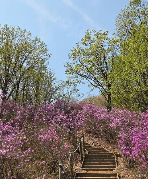 분홍 진달래가 양옆에 흐드러진 숲 사이로 나무 계단 등산로가 위로 이어지는 청계산