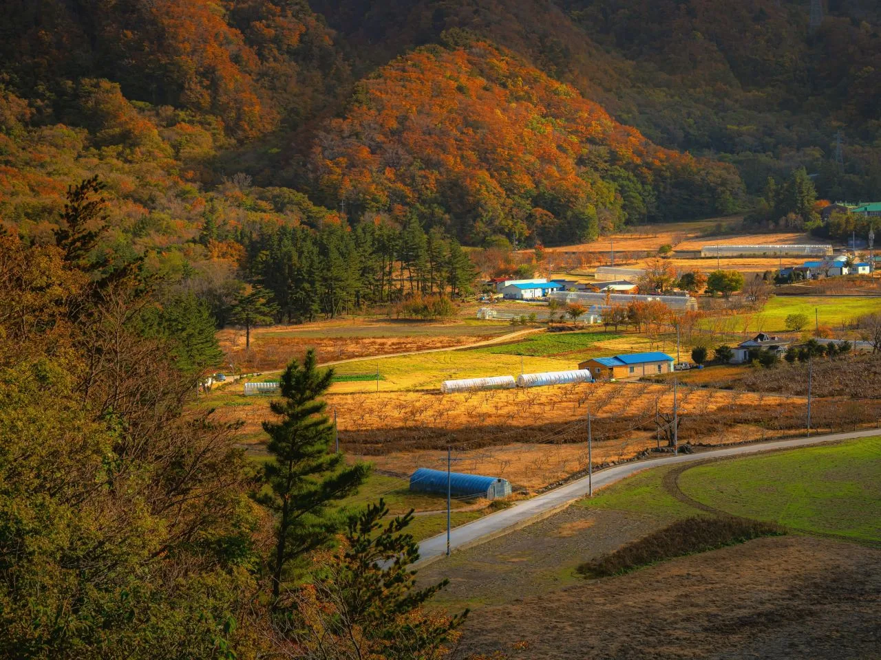 단풍이 든 산이 둘러싼 가운데 논밭과 비닐하우스, 낮은 집들이 흩어져 있고 그 사이로 길이 이어지는 울릉도 나리분지